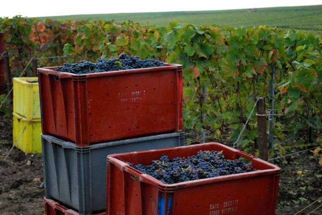 Champagne Region during Harvest