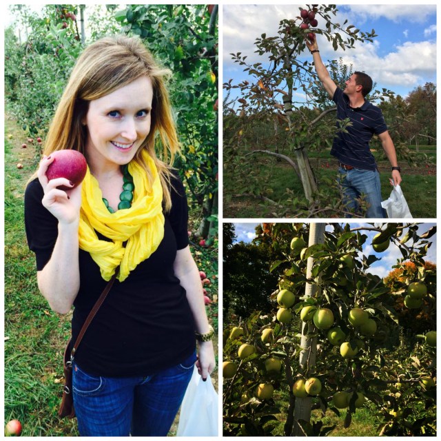 Apple Picking at Beardsley