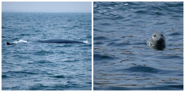 Whale and seal seen on our whale watching excursion