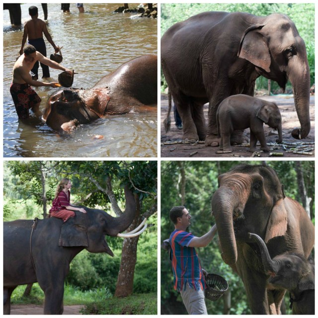 Our day as a Mahout at Patara Elephant Farm