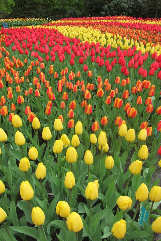 Keukenhof 6