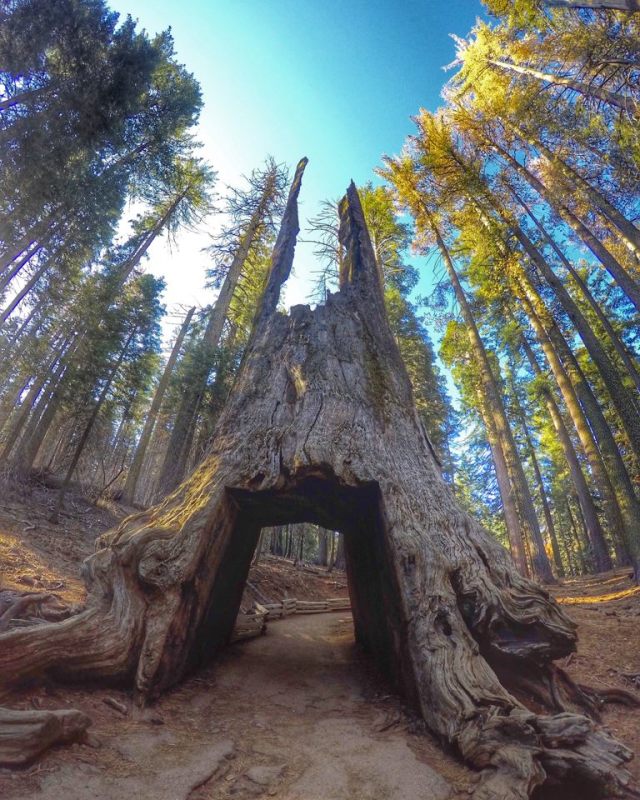 Tuolumne Grove